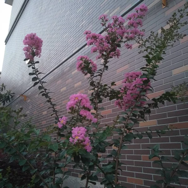 Hermosas Flores Rosadas Jardín — Foto de Stock