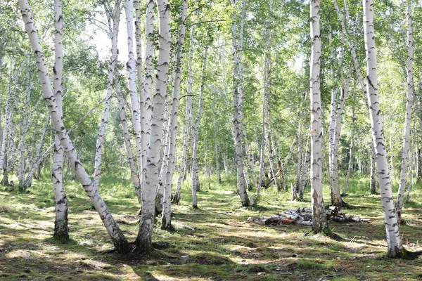 trees in forest, flora and nature