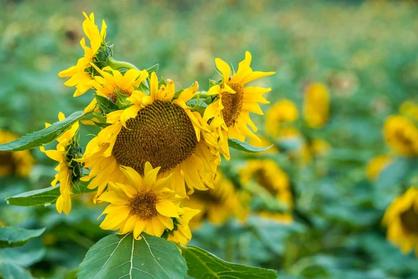 Gele Bloemblaadjes Van Zonnebloem Flora — Stockfoto