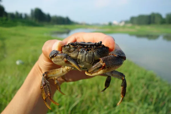 close up of a crab in the river