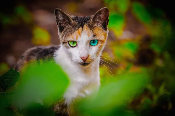 Porträt Einer Niedlichen Katze Aus Nächster Nähe — Stockfoto