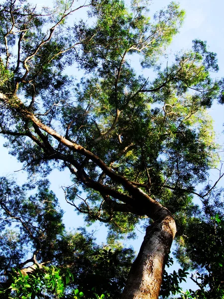 Hermosa Vista Del Bosque — Foto de Stock