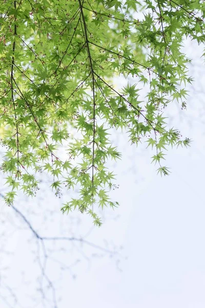 birch tree branches in the forest