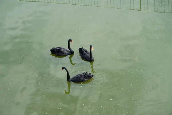 Vista Patos Lago Concepto Salvajismo —  Fotos de Stock