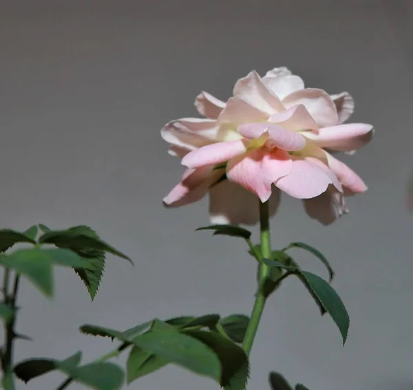 Hermosa Flor Orquídea Rosa — Foto de Stock