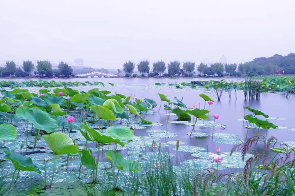 Hermoso Paisaje Con Estanque Flores — Foto de Stock