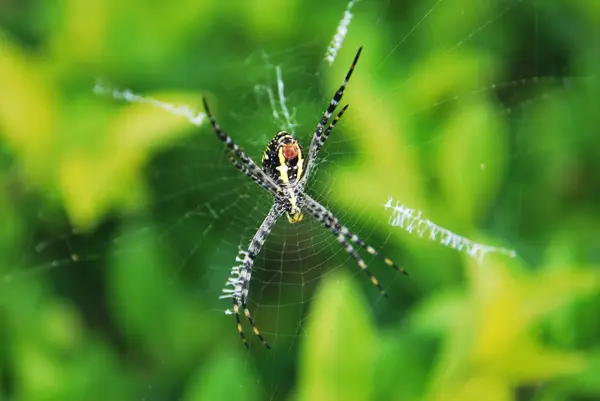 Inseto Aranha Invertebrado Pequena Aranha — Fotografia de Stock