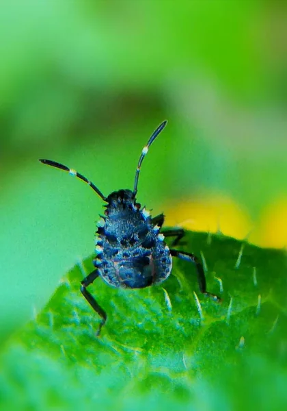 Gros Plan Une Araignée Sur Une Feuille Verte — Photo