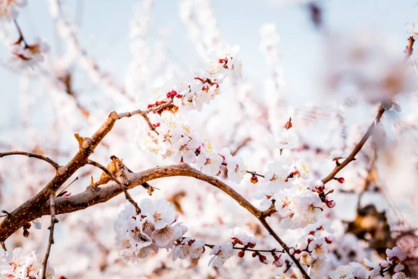 Vacker Körsbärsblomma Trädgården — Stockfoto