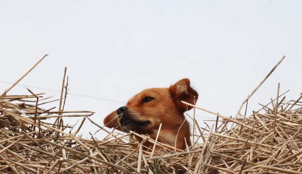 Retrato Animal Estimação Cão Bonito — Fotografia de Stock
