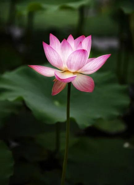 Ροζ Λουλούδι Λωτού Στη Λίμνη — Φωτογραφία Αρχείου
