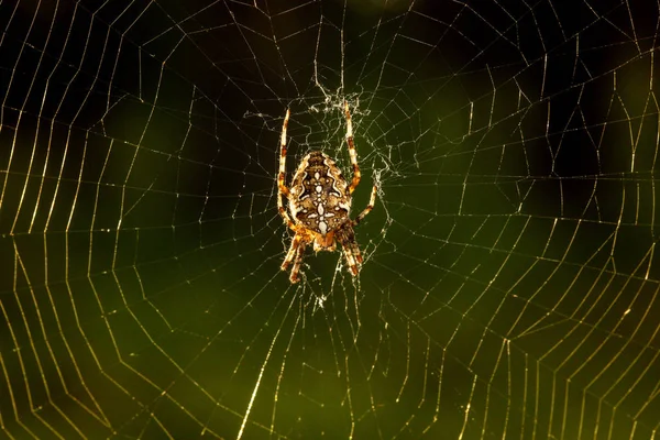 Inseto Aranha Flora Fauna — Fotografia de Stock