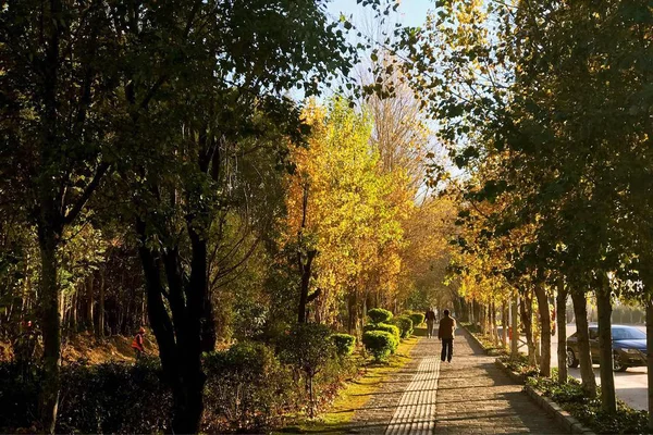 Parque Otoño Con Árboles Bancos — Foto de Stock