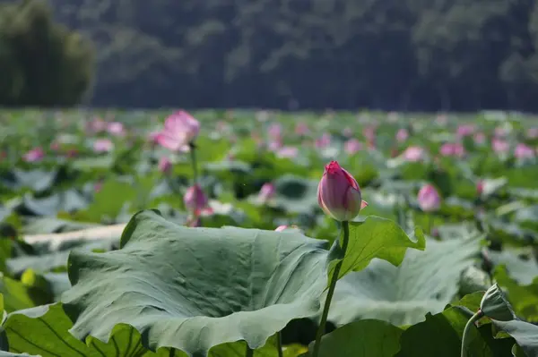 Hermosa Flor Loto Rosa Jardín — Foto de Stock