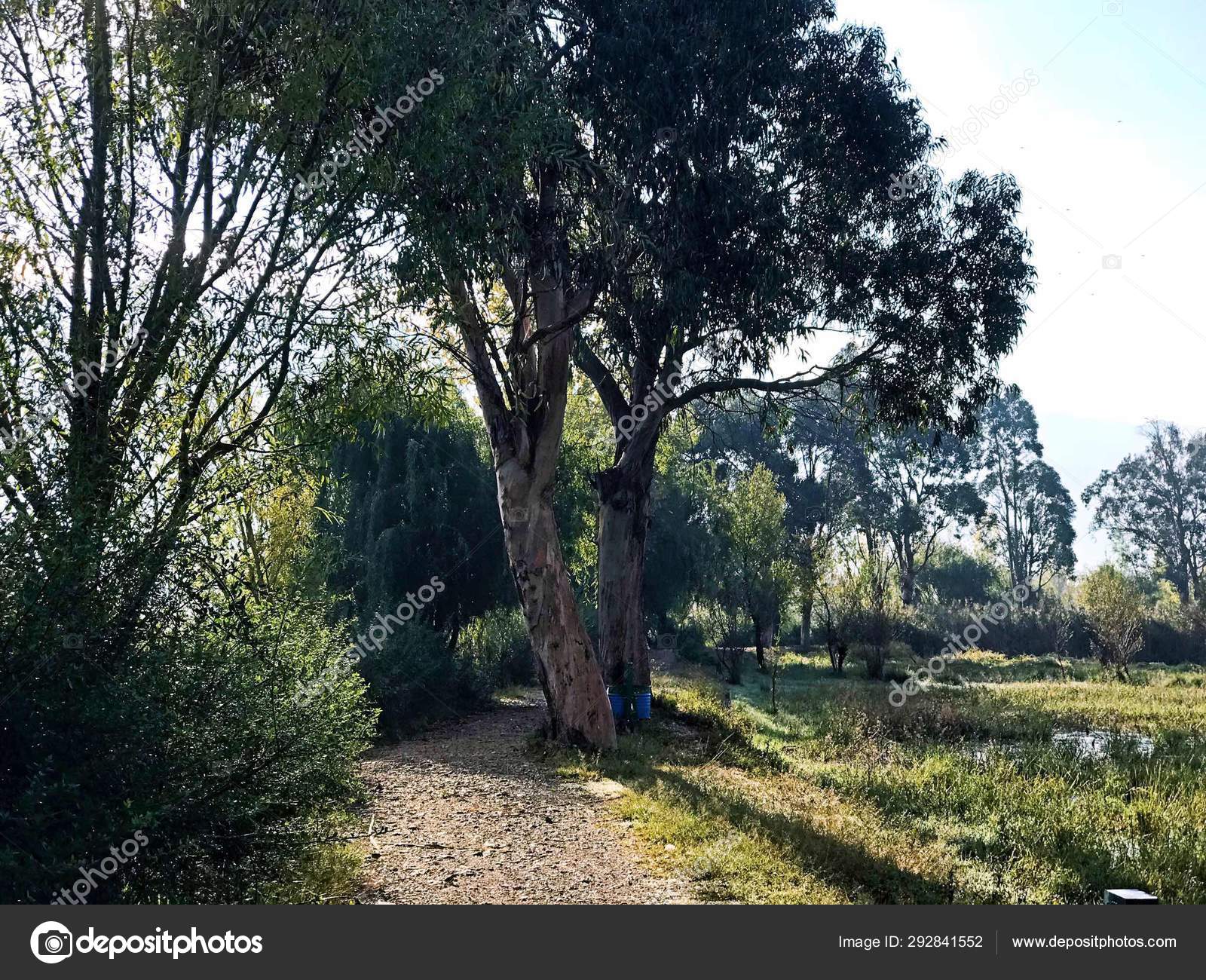 Arbres Foret Flore Environnement Nature Image Libre De Droit Par Imaginechina Tuchong C Arbres Foret Flore Environnement Nature Image Libre De Droit Par Imaginechina Tuchong C