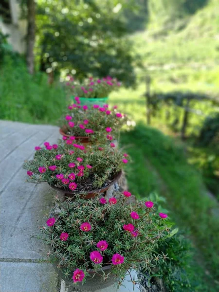 Schöne Rosa Blumen Garten — Stockfoto