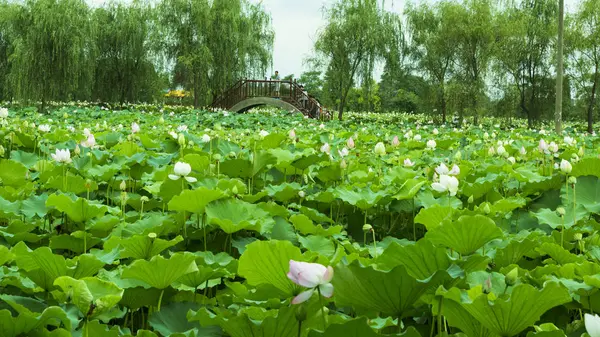 Nenúfar Flora Acuática Loto — Foto de Stock