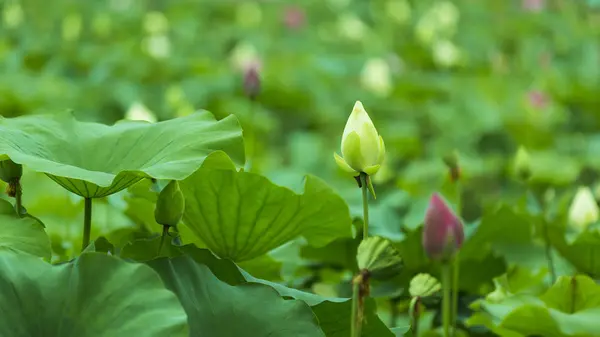 Flor Loto Jardín — Foto de Stock