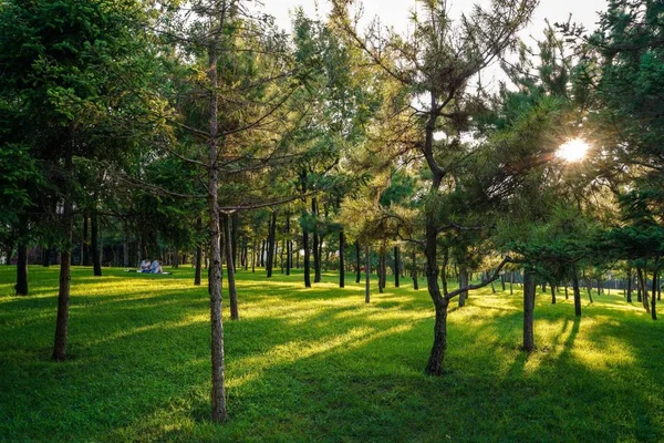 Árboles Parque — Foto de Stock