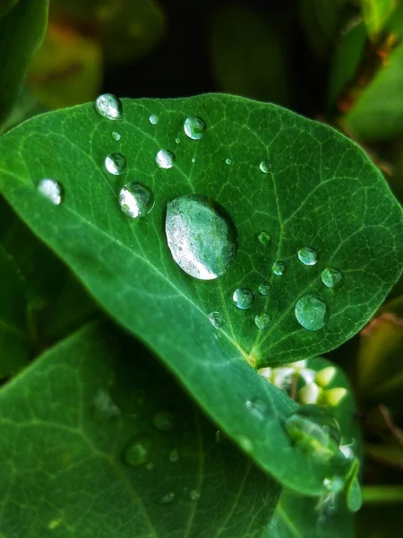 Gouttes Eau Sur Feuille — Photo