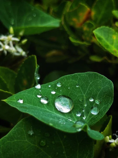 Belle Foglie Floreali Verdi Natura — Foto Stock