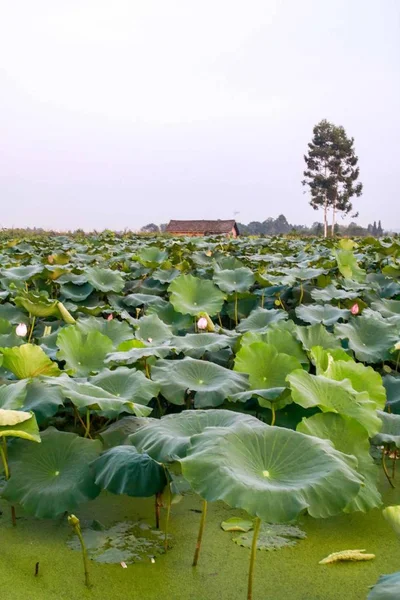 Flor Loto Jardín — Foto de Stock