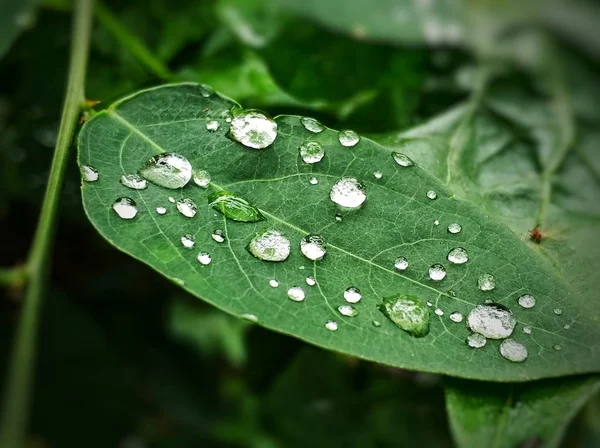 Gocce Acqua Sulla Foglia — Foto Stock