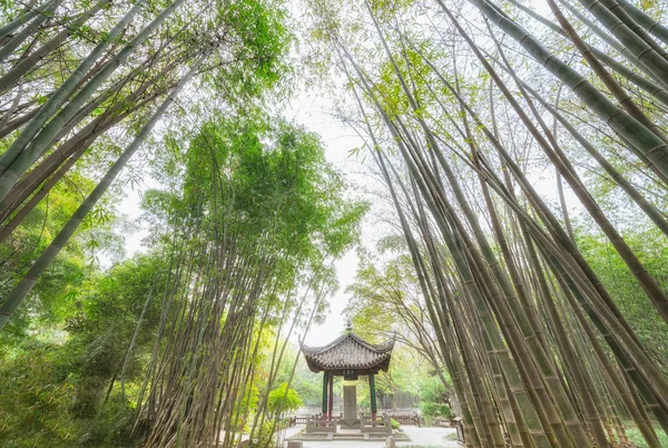 Hermoso Jardín Tropical Con Bambú — Foto de Stock