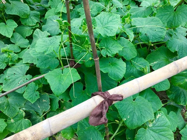 Hojas Verdes Tomate Jardín — Foto de Stock