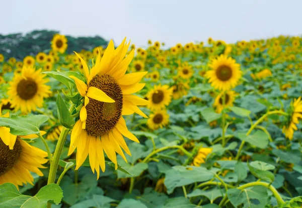 Zonnebloemenveld Zomer — Stockfoto