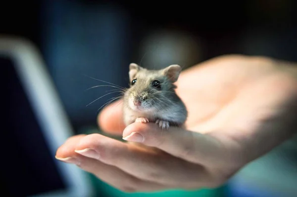 Close Hand Holding Mouse — стоковое фото
