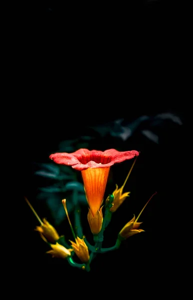 red poppy flower on black background