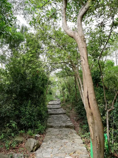 Árboles Verdes Bosque — Foto de Stock