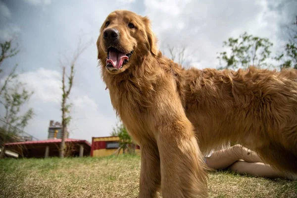 Perro Parque — Foto de Stock