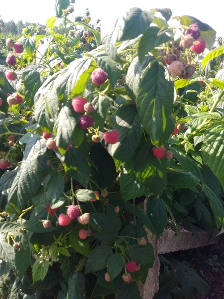Manzanas Maduras Jardín — Foto de Stock