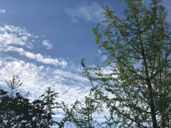 tree branches, forest flora