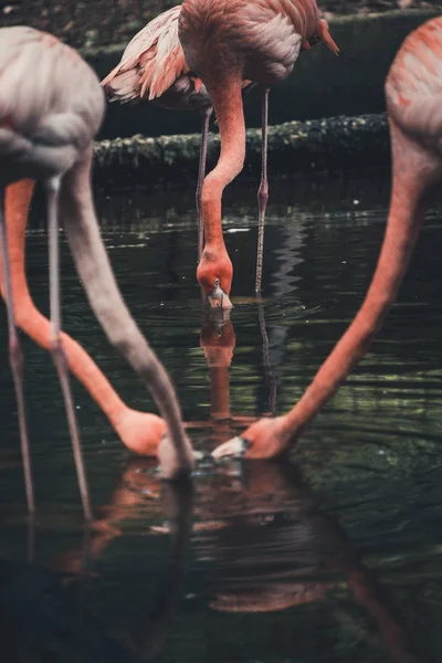 Flamingo Lago — Fotografia de Stock