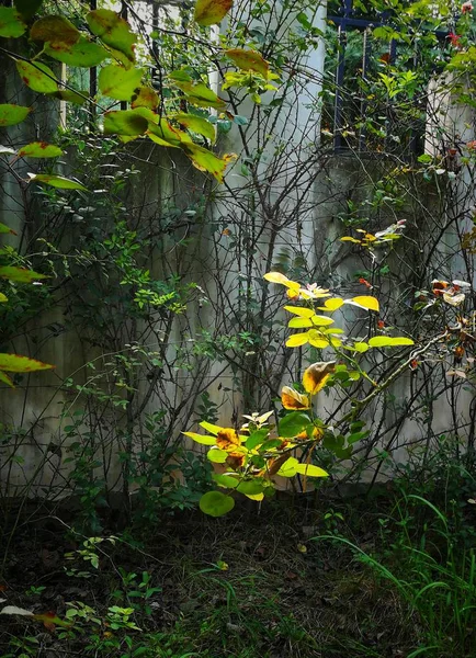 Follaje Otoñal Estación Otoño Flora — Foto de Stock