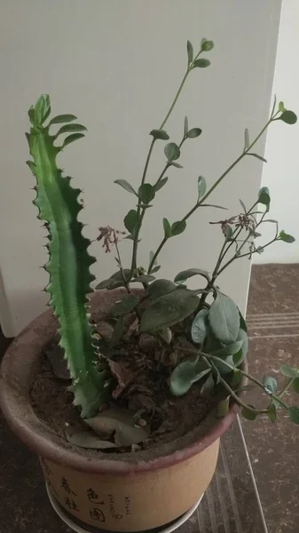 Cactus Una Olla — Foto de Stock