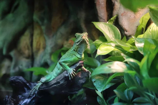 iguana lizard, exotic animal