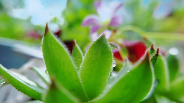 Hermosas Flores Jardín — Foto de Stock