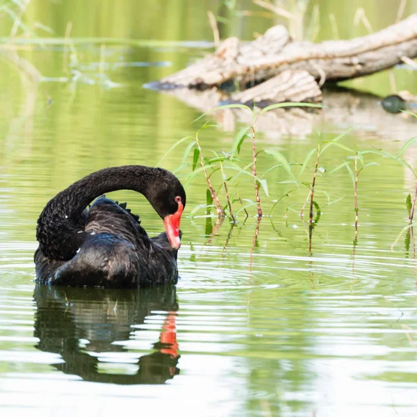 Een Paar Zwarte Zwanen Die Vijver Zwemmen — Stockfoto