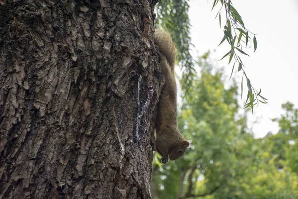 Veveriță Mare Pădure — Fotografie, imagine de stoc