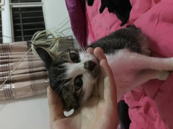 kitten and cat in the hands of the owner