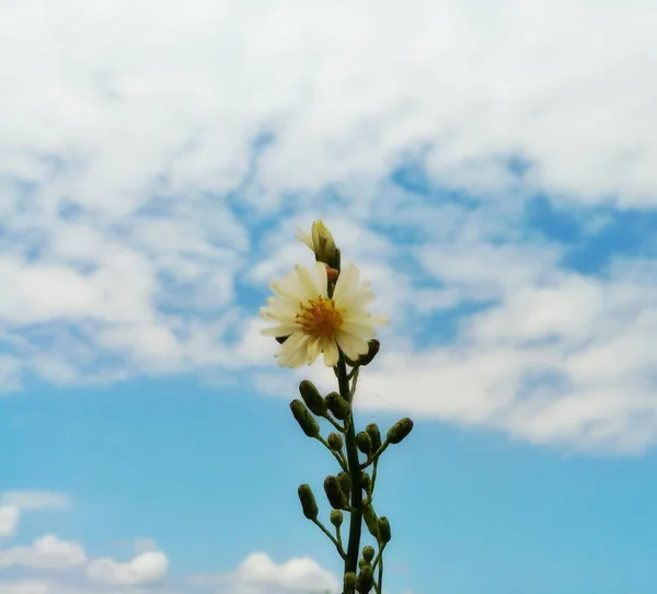 white flower on blue sky background