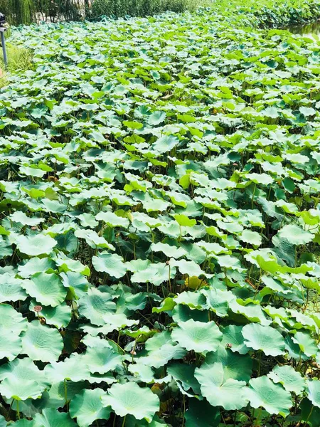 Hojas Verdes Flora Follaje Botánica — Foto de Stock