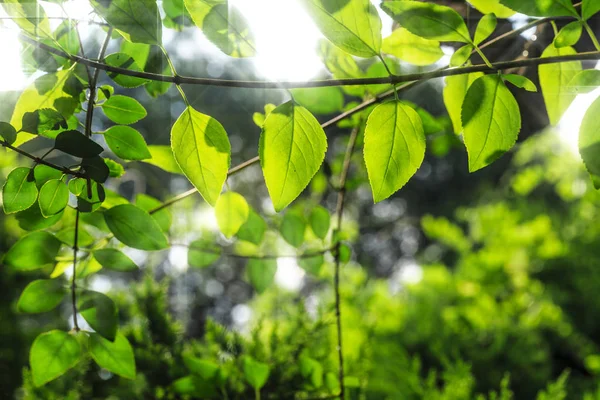 Hojas Verdes Bosque Flora Follaje — Foto de Stock