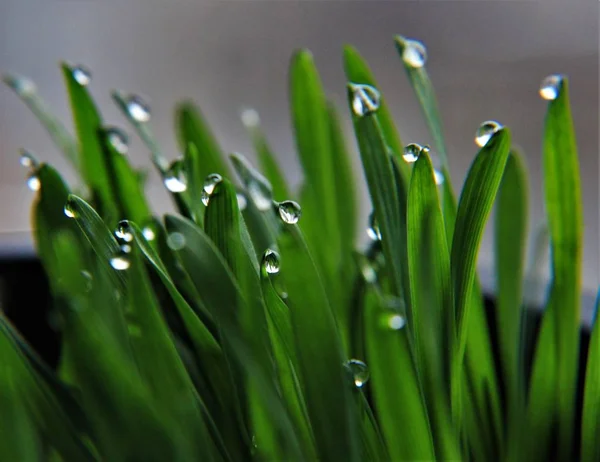 water drops in grass, dew drops