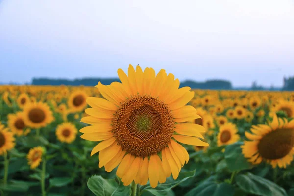 Veld Van Zonnebloemen Zomer — Stockfoto