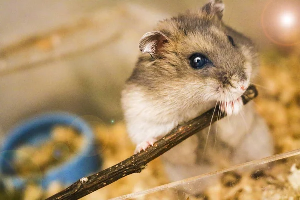 Schattig Hamster Het Gras — Stockfoto